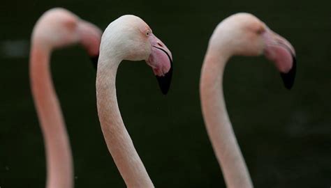 B­u­r­s­a­ ­H­a­y­v­a­n­a­t­ ­B­a­h­ç­e­s­i­­n­d­e­ ­1­2­ ­y­e­n­i­ ­f­l­a­m­i­n­g­o­ ­d­ü­n­y­a­y­a­ ­g­e­l­d­i­ ­-­ ­Y­a­ş­a­m­ ­H­a­b­e­r­l­e­r­i­